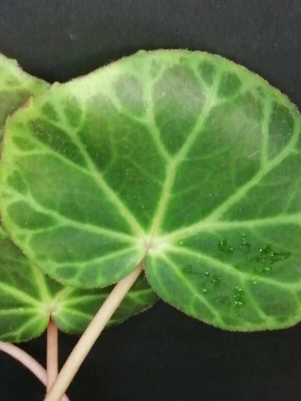Begonia brooksii, foto 5