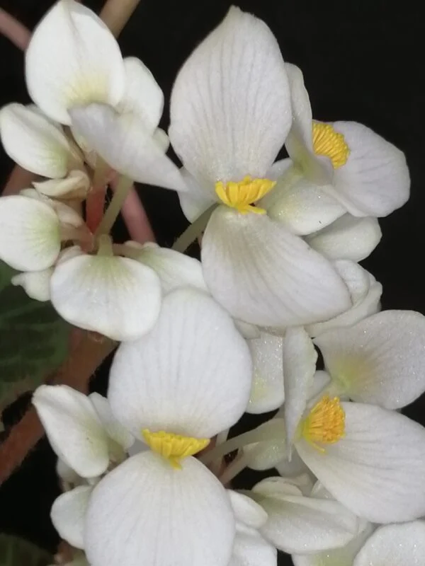 Begonia brooksii, foto 6