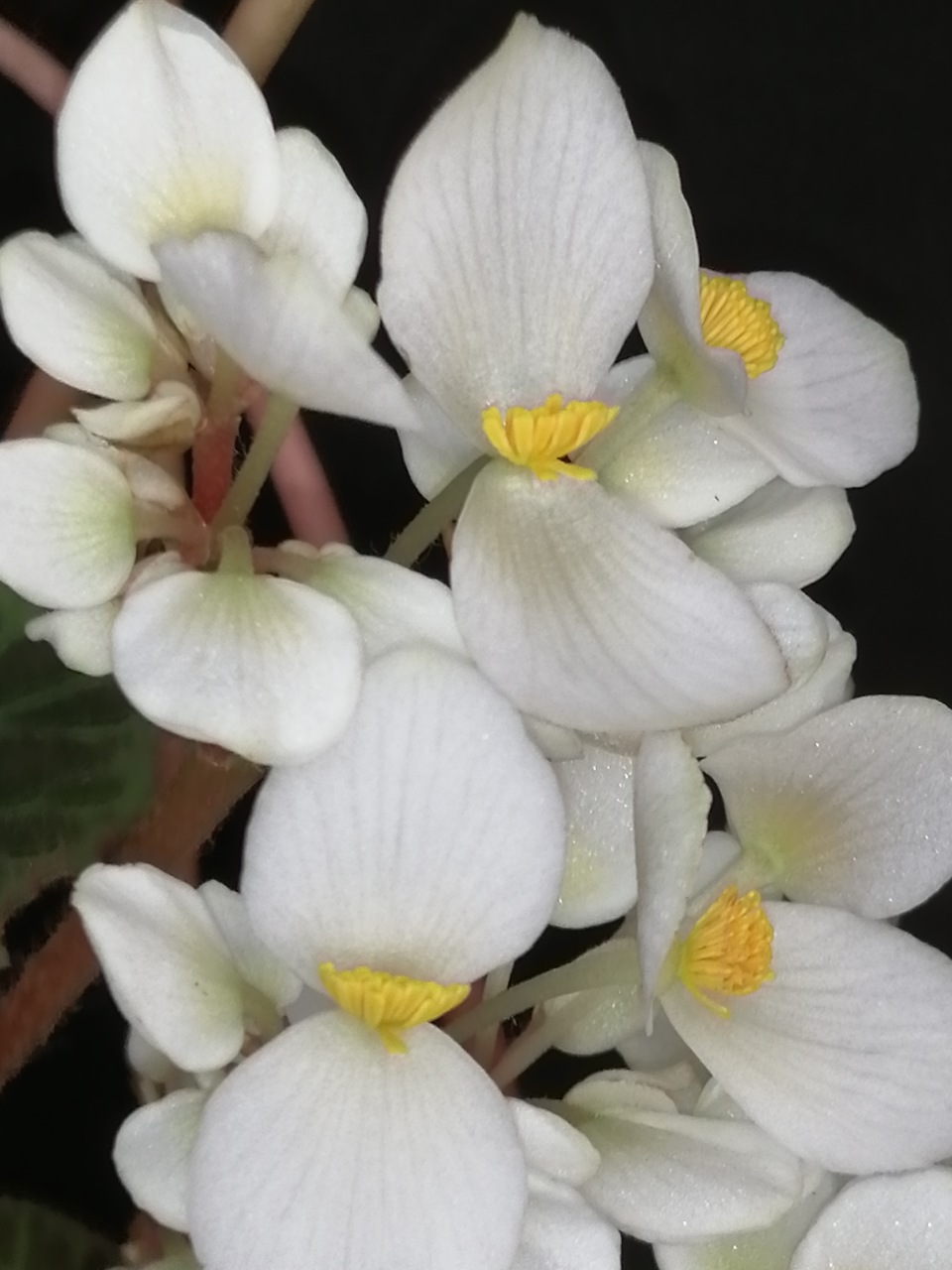 Begonia brooksii - immagine 6