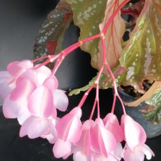 Begonia Orpha C. Fox