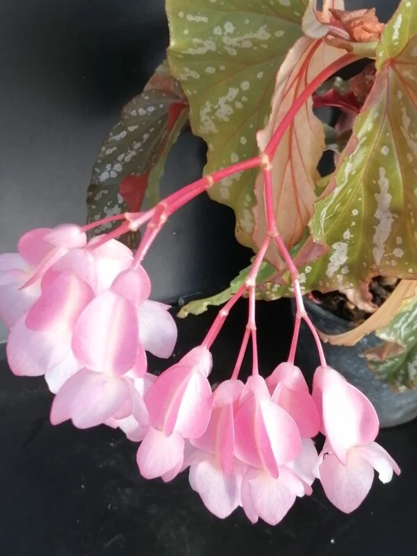 Begonia Orpha C. Fox