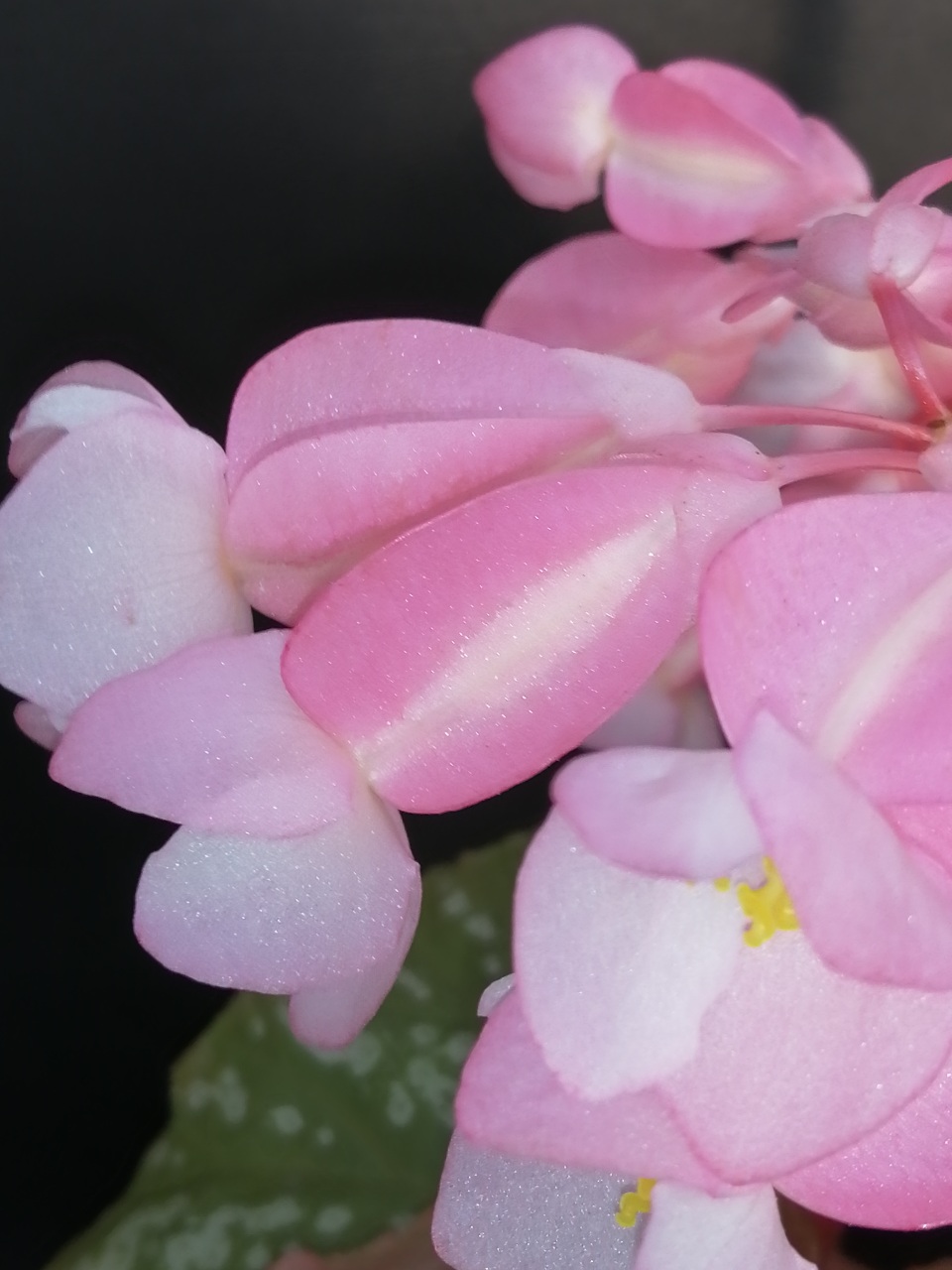 Begonia Orpha C. Fox - immagine 2