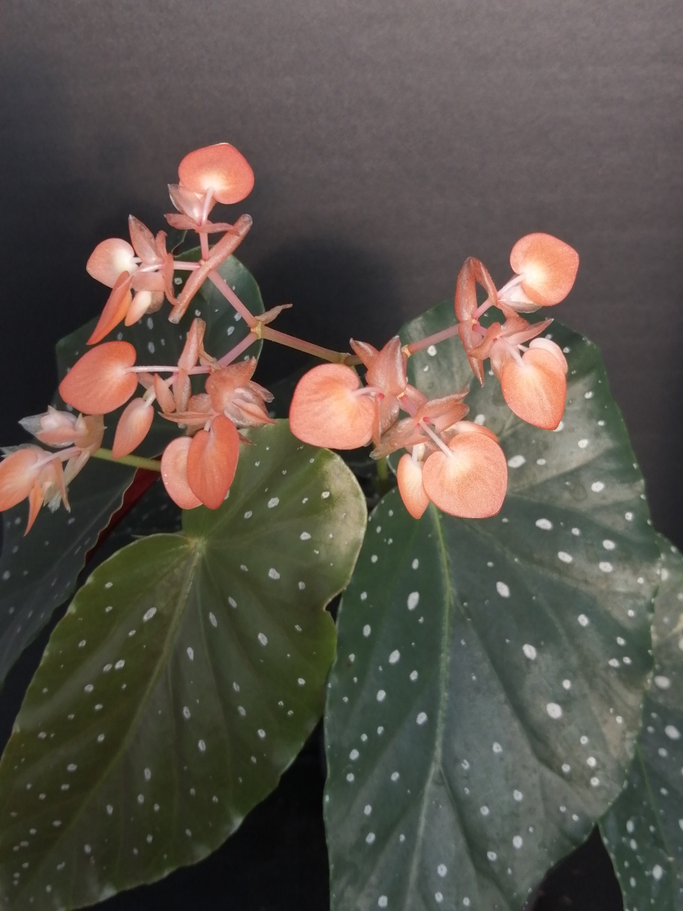 Begonia 'Mandarin Orange' - immagine 2