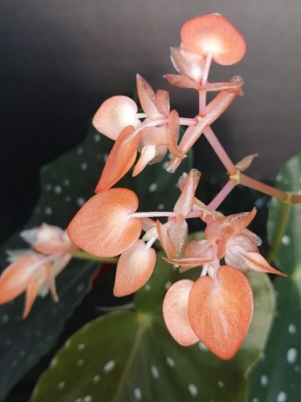 Begonia 'Mandarin Orange', foto 3