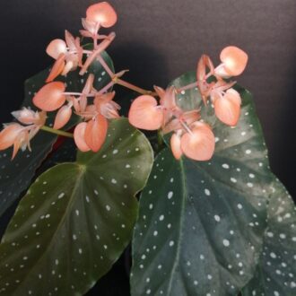 Begonia 'Mandarin Orange'