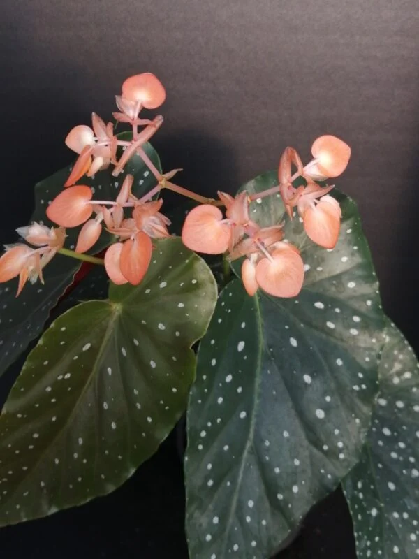 Begonia 'Mandarin Orange', pianta da interno