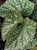 Begonia Sylvan Triumph