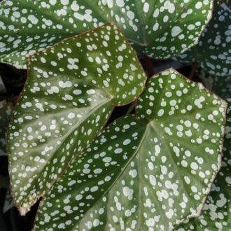 Begonia Sylvan Triumph