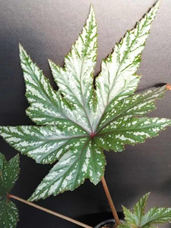 Begonia Gryphon, foto 7
