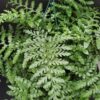 Asplenium Parvati, pianta da interno