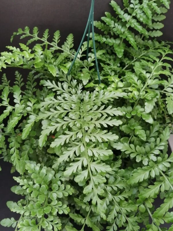 Asplenium Parvati, pianta da interno