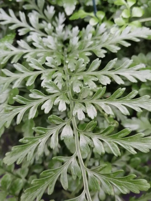 Asplenium Parvati, foto 2
