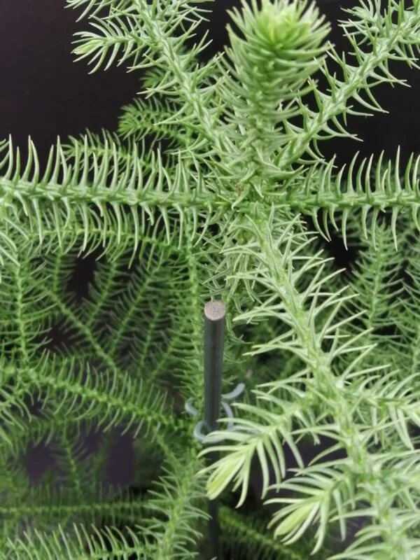 Araucaria heterophylla, foto 2