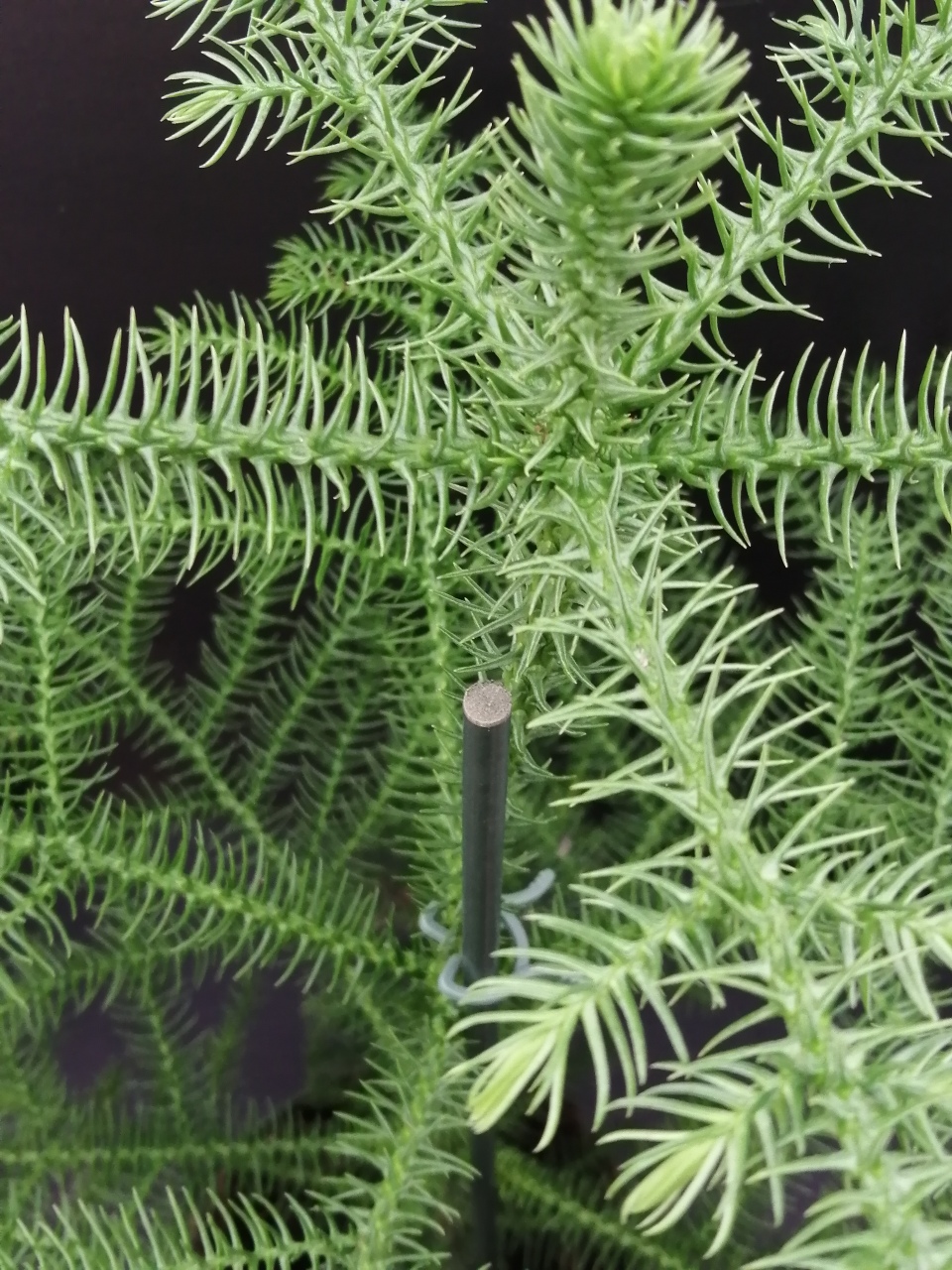 Araucaria heterophylla - immagine 2