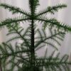 Araucaria heterophylla, pianta da interno