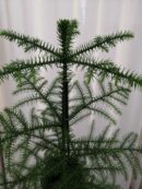 Araucaria heterophylla