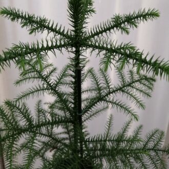 Araucaria heterophylla