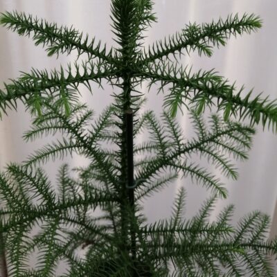 Araucaria heterophylla