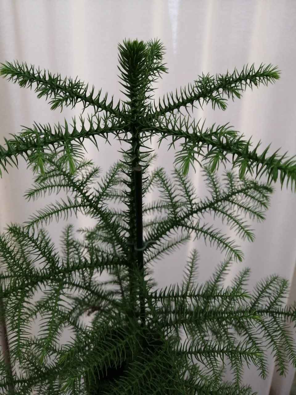Araucaria heterophylla