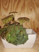 Cassetta rettangolare Living Matt cm 26 x 13  Terra Etrusca