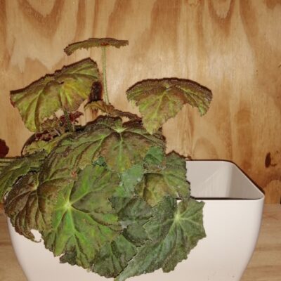 Cassetta rettangolare Living Matt cm 26 x 13  Terra Etrusca