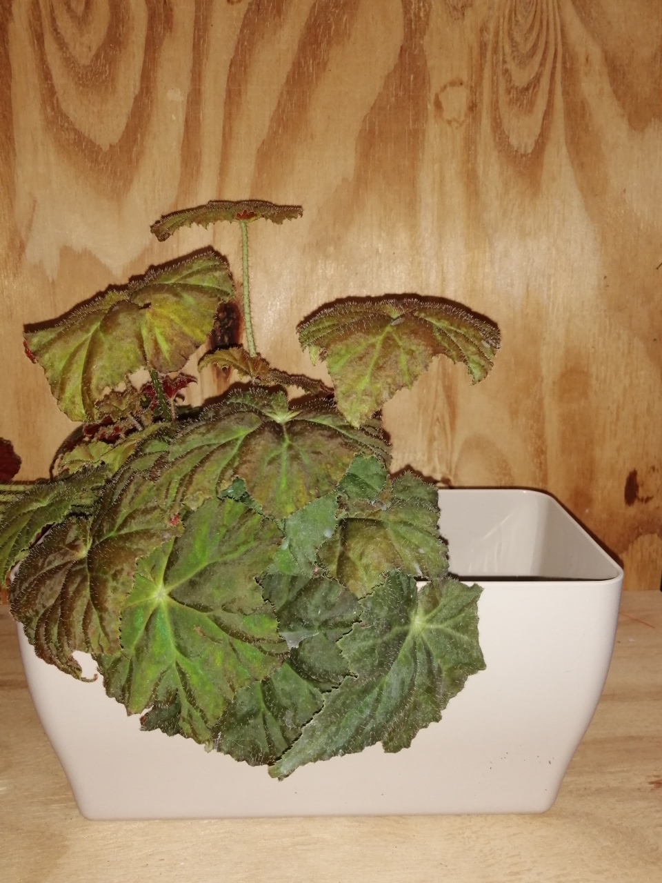 Cassetta rettangolare Living Matt cm 30 x 15 Terra Etrusca