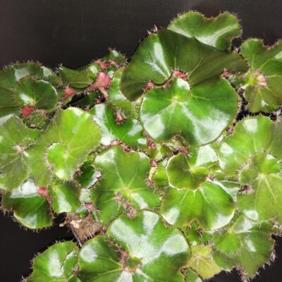 Begonia Erythrophylla Jungle Black