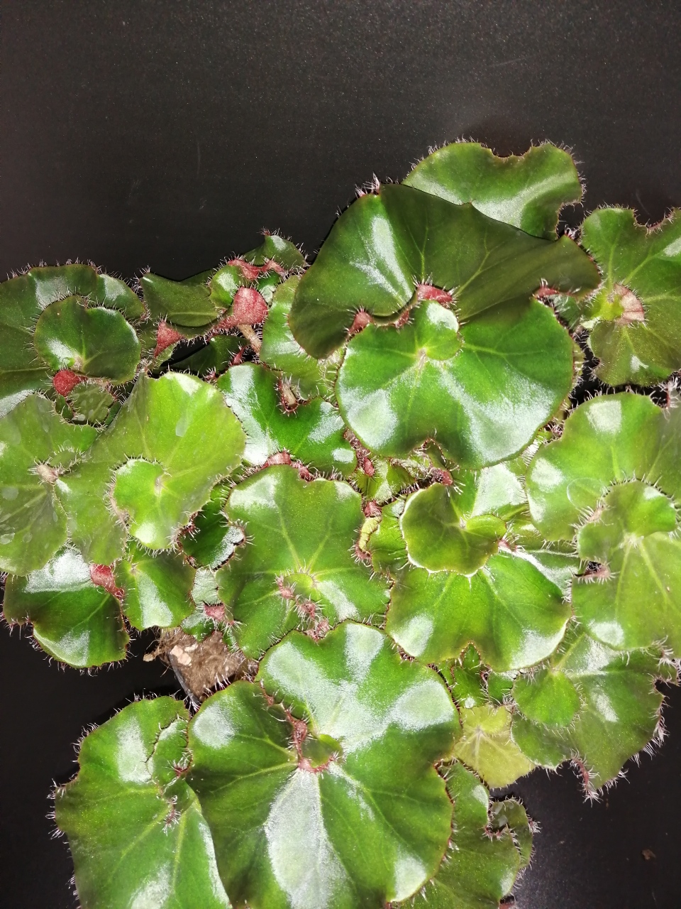 Begonia Erythrophylla Jungle Black