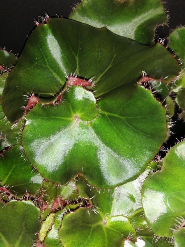 Begonia Erythrophylla Jungle Black, foto 2