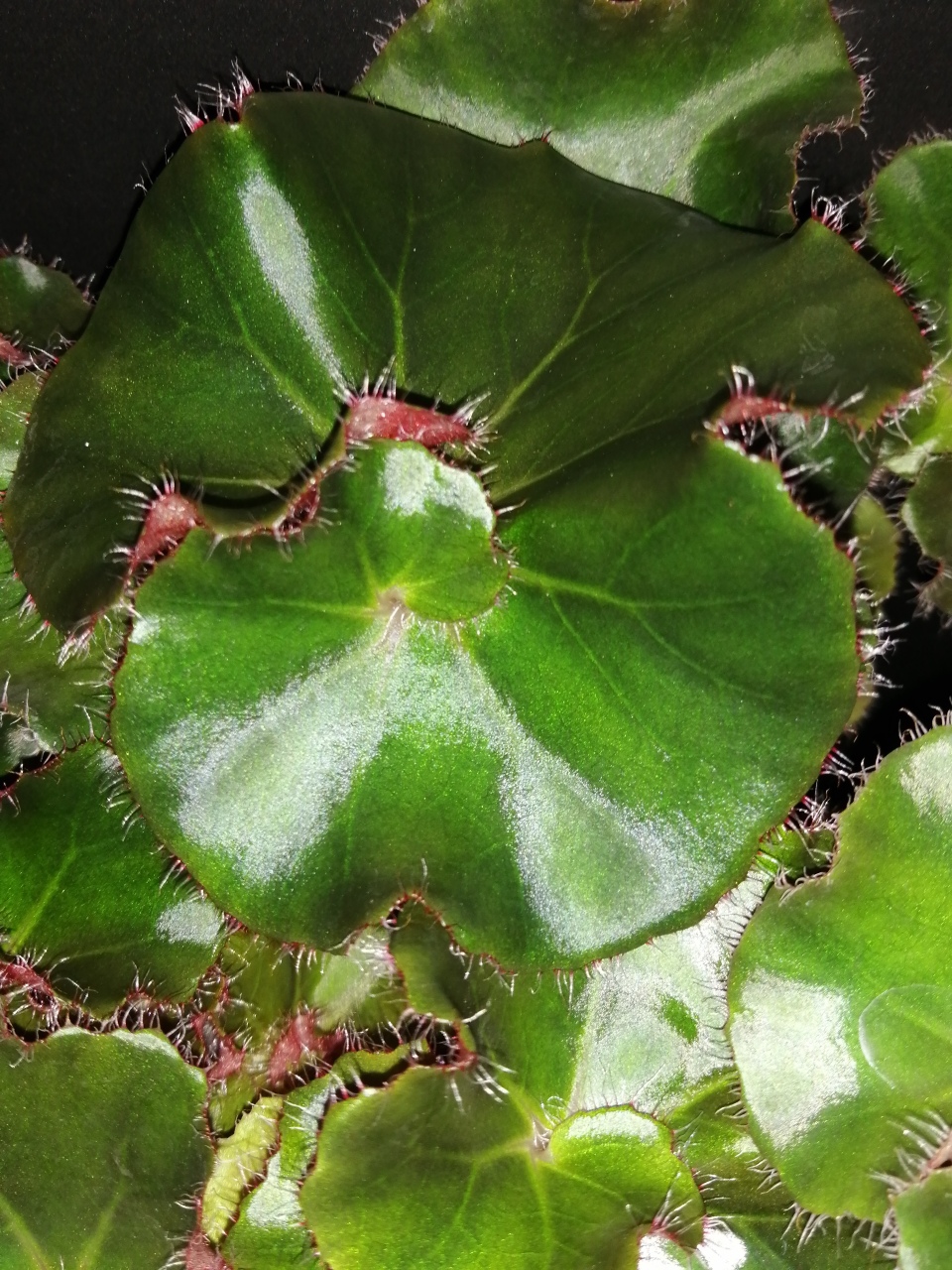 Begonia Erythrophylla Jungle Black - immagine 2