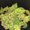 Begonia Rondeau