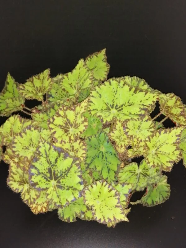 Begonia Rondeau, pianta da interno