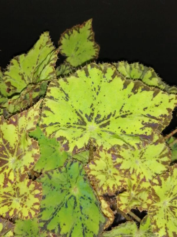 Begonia Rondeau, foto 2