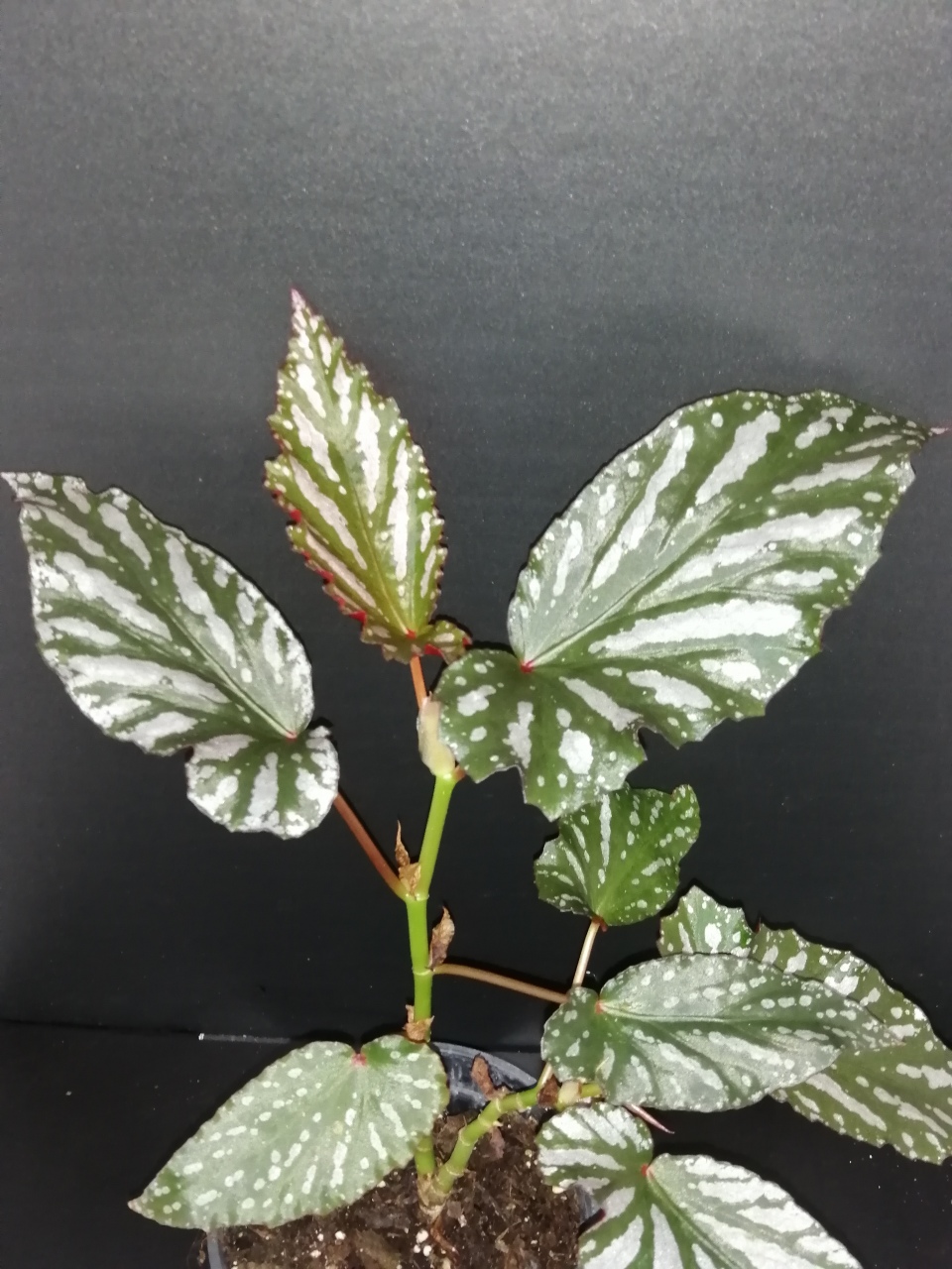 Begonia Down Home - immagine 3