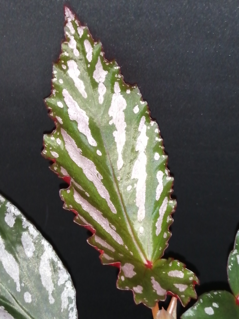 Begonia Down Home - immagine 2