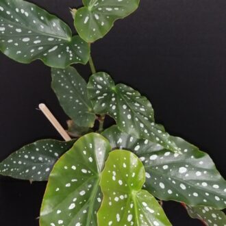 Begonia Good'n Plenty