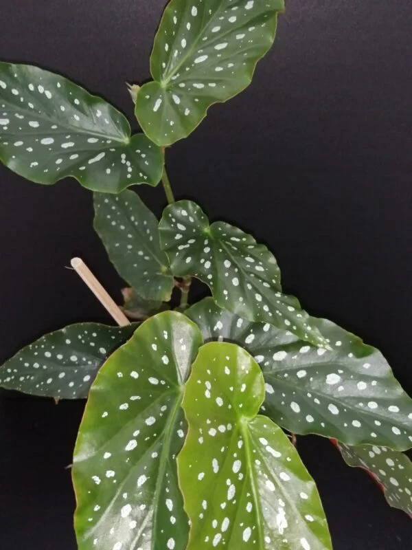 Begonia Good'n Plenty, pianta da interno e da esterno