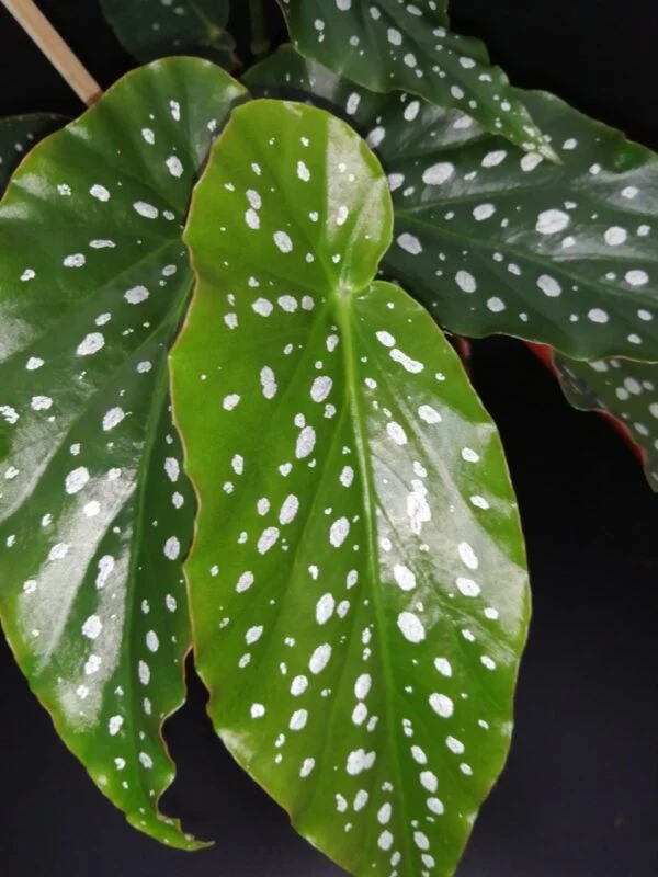 Begonia Good'n Plenty, foto 2