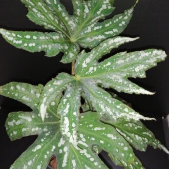 Begonia diadema , Rodigas