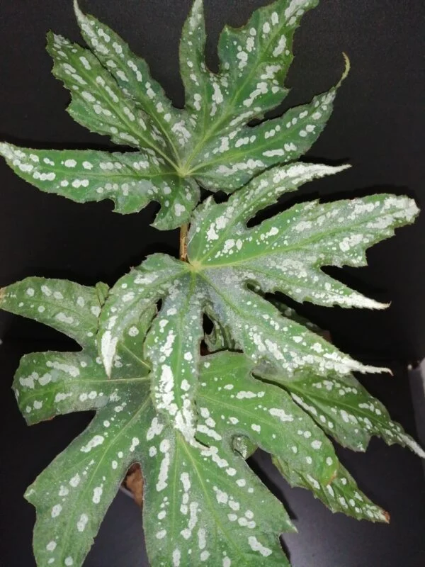 Begonia diadema, Rodigas, pianta da interno