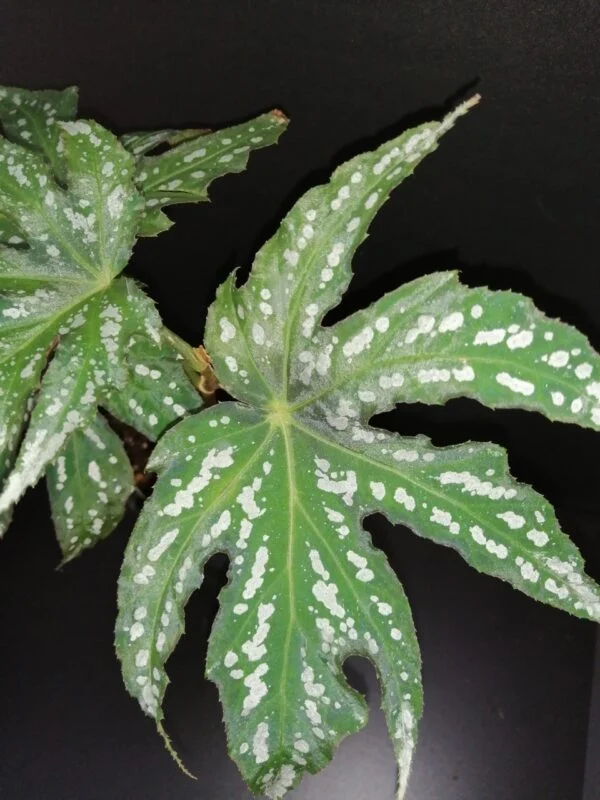 Begonia diadema, Rodigas, foto 2