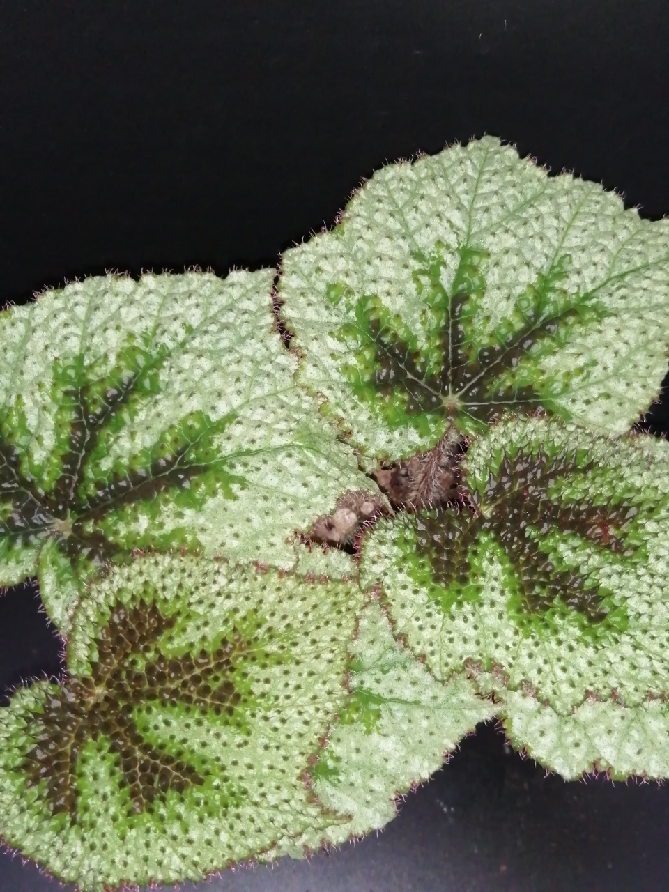 Begonia masoniana Tricolor - immagine 5