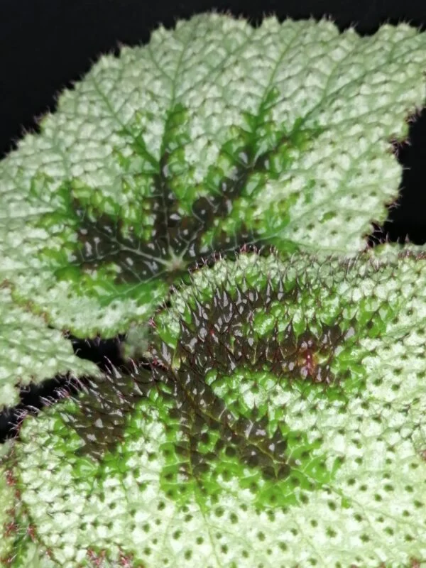 Begonia masoniana Tricolor, foto 6