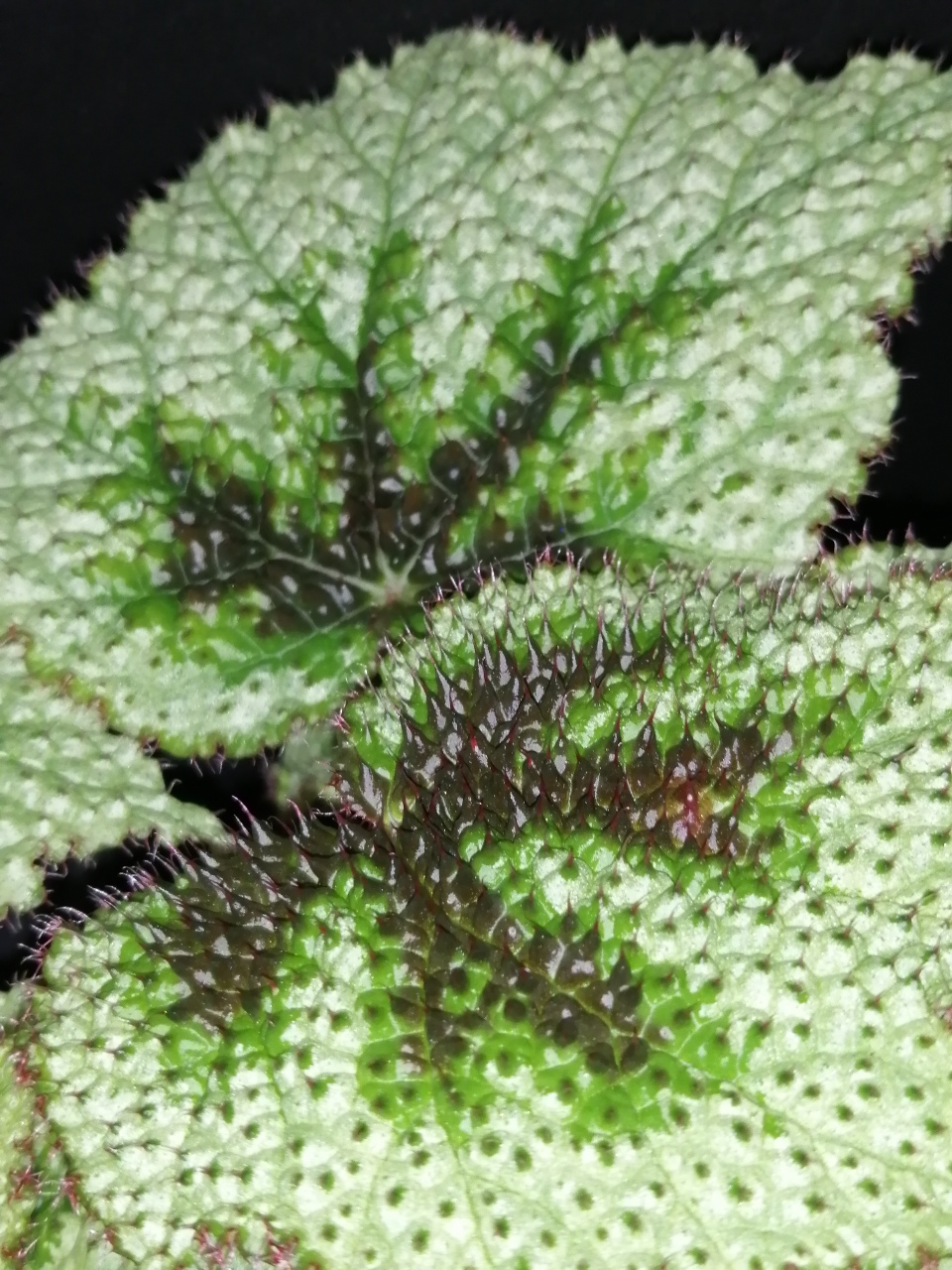 Begonia masoniana Tricolor - immagine 6