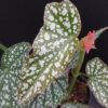 Begonia White Ice