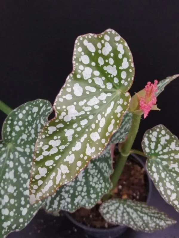 Begonia White Ice, pianta da interno e da esterno
