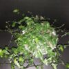 Gibasis pellucida, Velo da Sposa di Thaiti, pianta da interno e da esterno