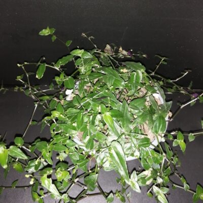 Gibasis pellucida, Velo da Sposa di Thaiti