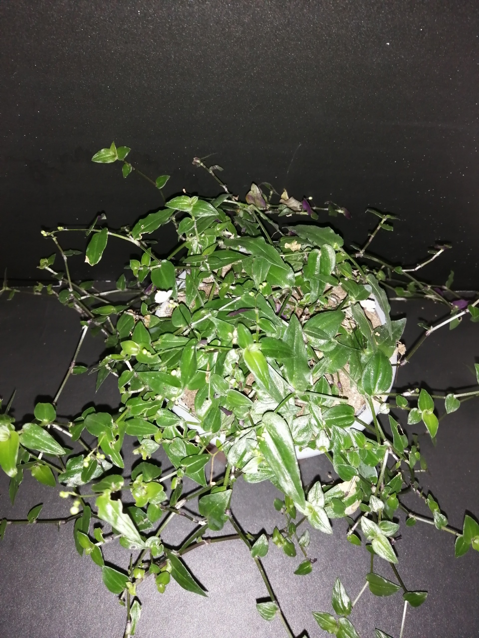 Gibasis pellucida, Velo da Sposa di Thaiti