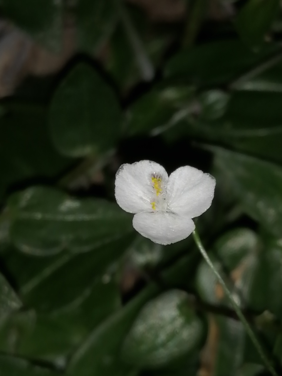 Gibasis pellucida, Velo da Sposa di Thaiti - immagine 3